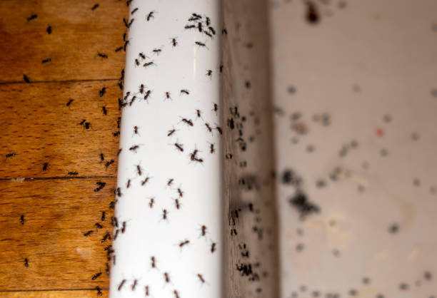 Professional Pest Control in Shenandoah Farms, VA