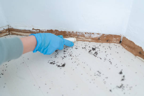 Flea Control Services in Shenandoah Farms, VA
